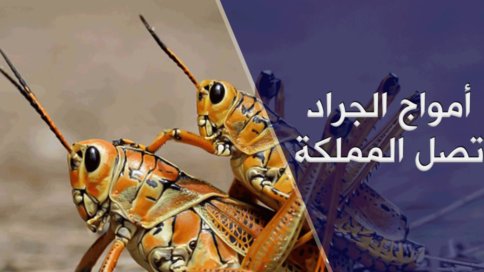 الأردن يستعد لمواجهة أمواج الجراد التي قد تصل إلى المملكة