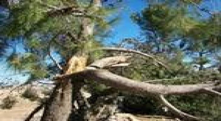 وزارة الزراعة تنظم حملة لازالة الاشجار المتكسرة