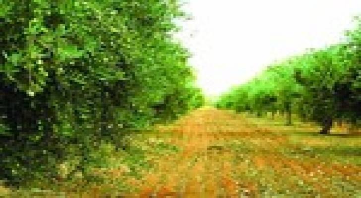 الزراعة تنصح مزارعي الزيتون باستخدام الري التكميلي