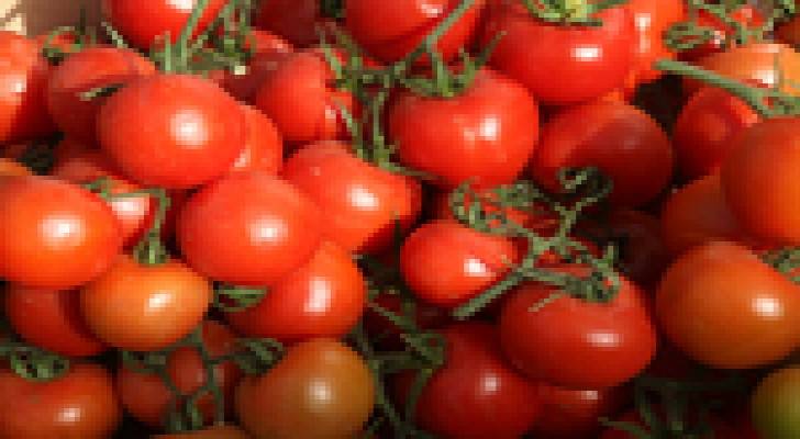 انخفاض اسعار البندورة ادى الى نقص توريدها للسوق