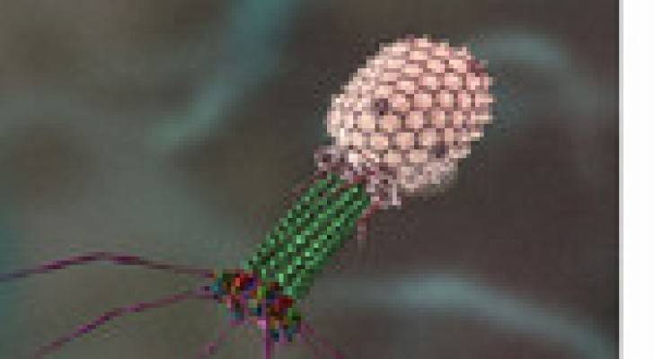 العثور على فيروس يعيش في أمعاء نصف سكان العالم .. فيديو