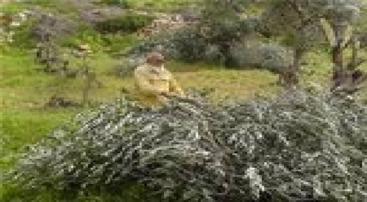 جرافات المستوطنين تقتلع أشجار زيتون شمال سلفيت