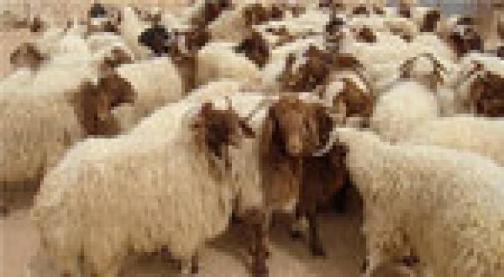 "تجار المواد الغذائية" : اسعار الاضاحي بنفس مستوى العام الماضي