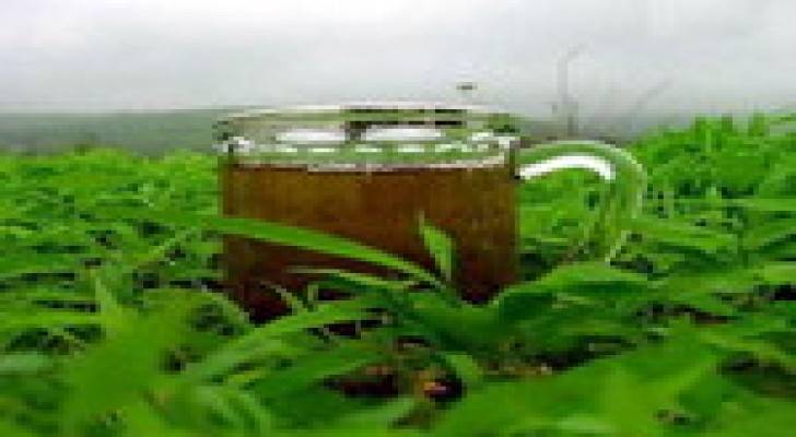 الشاي الأخضر لإنتاج عقاقيرعلاج السرطان