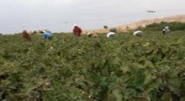 زراعة الاغوار الشمالية تدعو لتجنب المزروعات الحساسة للصقيع