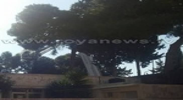 الدفاع المدني ينقذ قطة علقت على شجرة ..صور