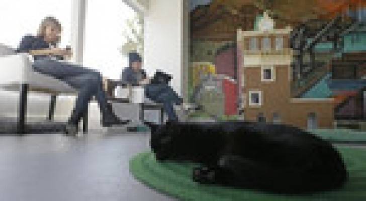 مقهى للقطط يفتتح في نيويورك