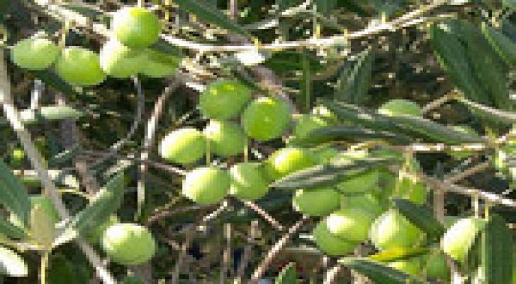 إنتاج 19 ألف طن ثمار زيتون والفي طن زيت في الزرقاء