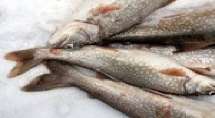 تناول الأسماك يقلل احتمال سرطان القولون