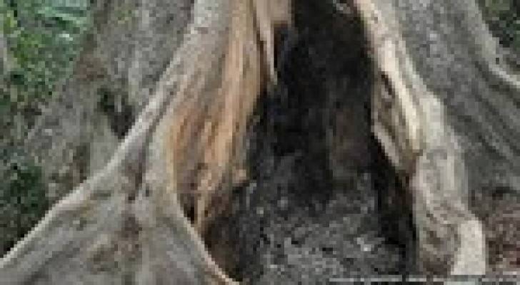 علماء: شجرة في غينيا سبب انتشار إيبولا