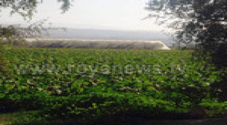 حصر أضرار الصقيع على مزروعات الأغوار الشمالية