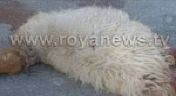 باص يدهس قطيعا من الأغنام في الرمثا.. صور