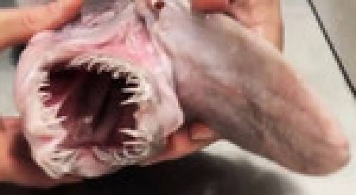 بالفيديو.. أسترالي يصطاد سمكة قرش نادرة