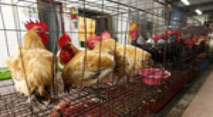 حالة انفلونزا الطيور في مستشفى جرش