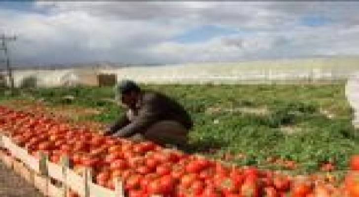 اتحاد المزارعين يطالب بفتح الحدود العراقية لتصدير الخضار