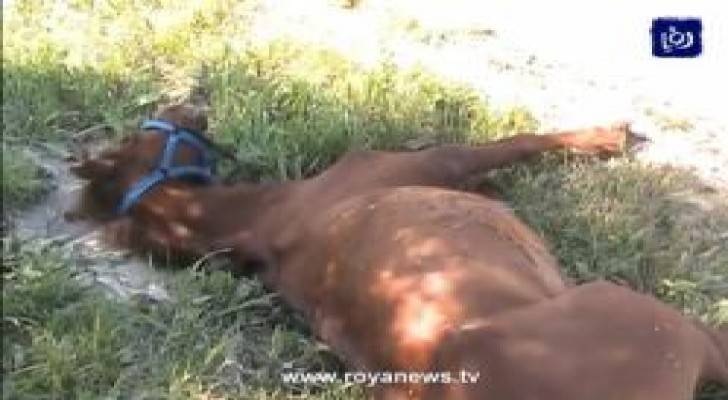 بالفيديو: دهس حصان في بلدة حكما بمدينة اربد