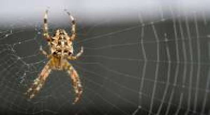 شبكة عنكبوت يمكنها التقاط طائرة أثناء سقوطها