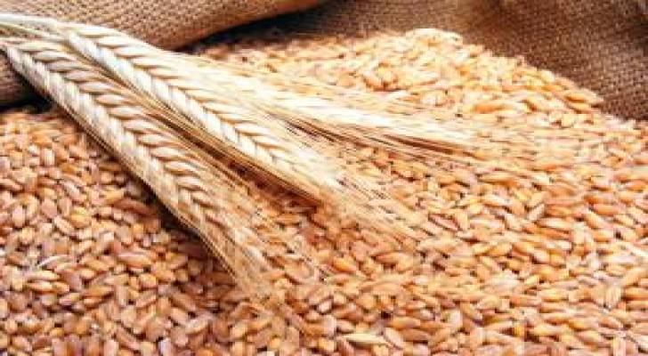الأردن يطرح مناقصة لشراء 100 ألف طن من القمح