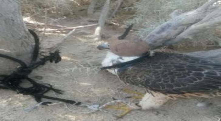 ضبط صيادي طيور مخالفين بالازرق ومصادرة صقر بغور المزرعة
