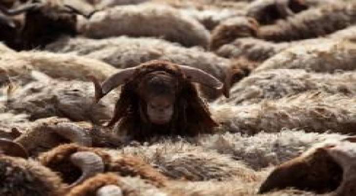 توقعات بتوفر 850 ألف أضحية قبيل عيد الأضحى