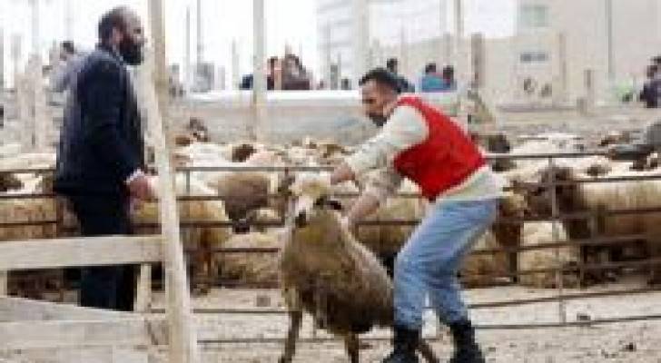 أسعار الأضاحي بين 100 و215 دينارا
