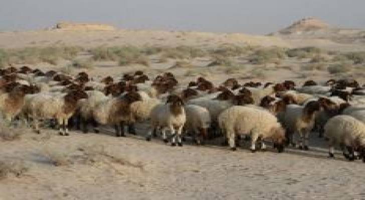 أسعار اﻷضاحي تتراوح بين 150 - 250 دينارا