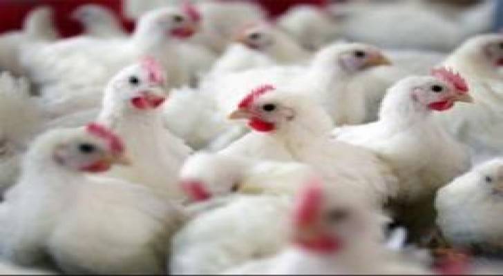 تراجع كميات واسعار الدجاج خلال الربع الثاني من العام