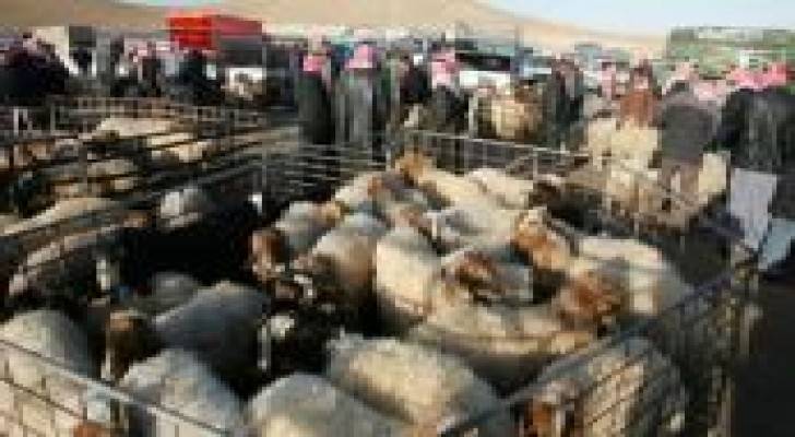 اجراءات لضبط اسعار الاضاحي وتفادي ارتفاعها..تفاصيل
