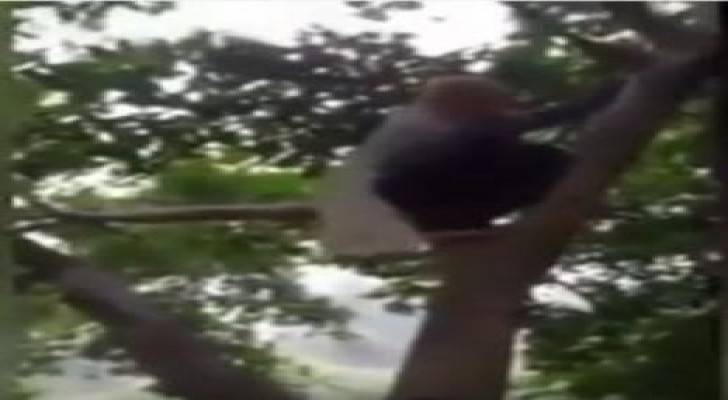 بالفيديو: عجوز عمرها 97 عاما تتسلق الأشجار بسهولة: لياقة ومرونة لا مثيل لها