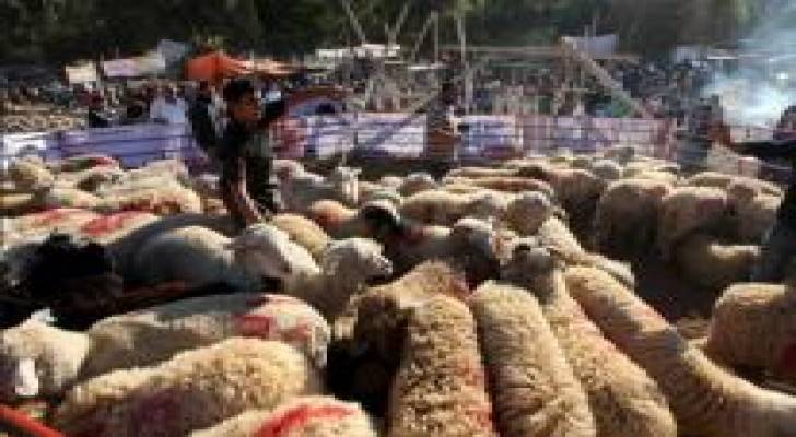 صحة البلقاء تطلق حملة رقابية على اماكن بيع الاضاحي
