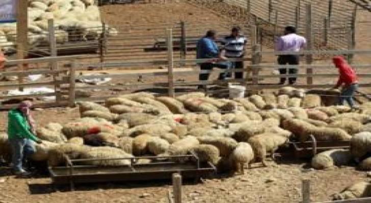 الامانة تخصص 14 موقعا لبيع الاضاحي