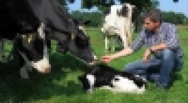 غبار حظائر الأبقار يقي من الحساسية