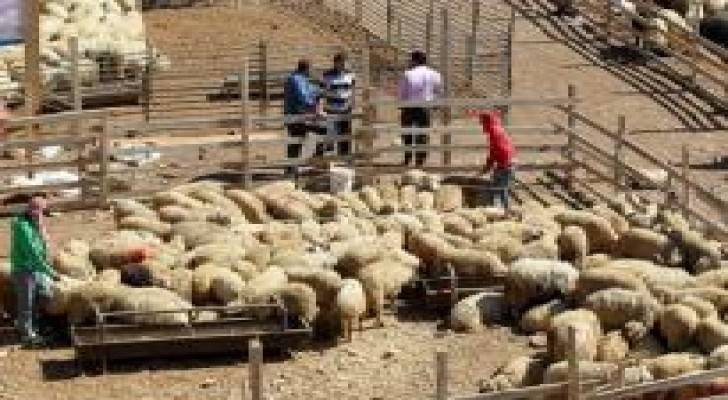 انخفاض أسعار الأضاحي في آخر أيام العيد في العاصمة عمان