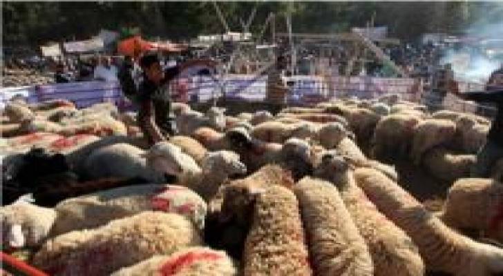 الامانة تزيل 150 حظيرة مخالفة وتباشر رش وتعقيم مواقع بيع وذبح الاضاحي