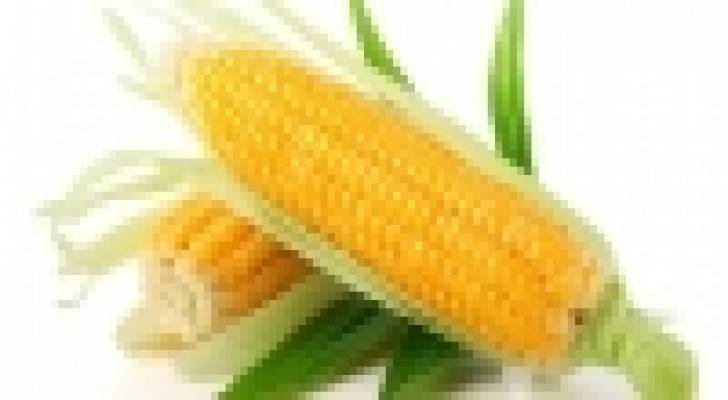 الذرة تحوي مواد قد تقي من السرطان