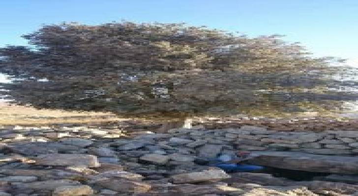 الكرك: شجرة الميس مهددة بالانقراض .. صور