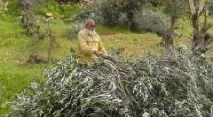 المستوطنون يقطعون أشجار زيتون مثمرة قرب سلفيت