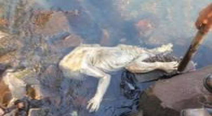 بالفيديو: العثور على جسم حيوان غامض في "البارغواي"