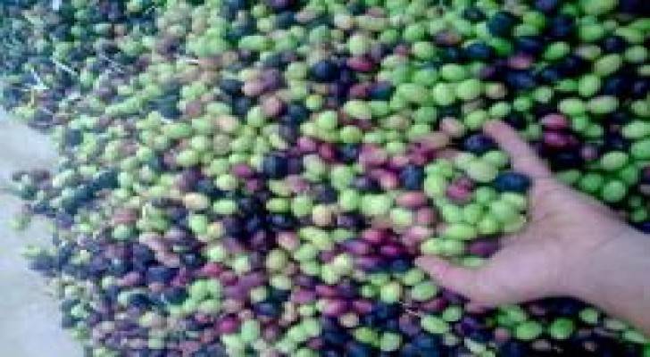 انجازات قطاع الزيتون 2015