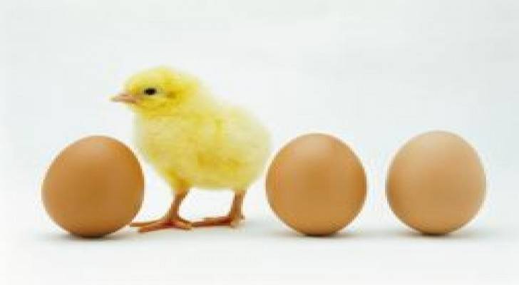 تعليق استيراد بيض التفريخ اللاحم ووقف رخص إنشاء مزارع الدجاج