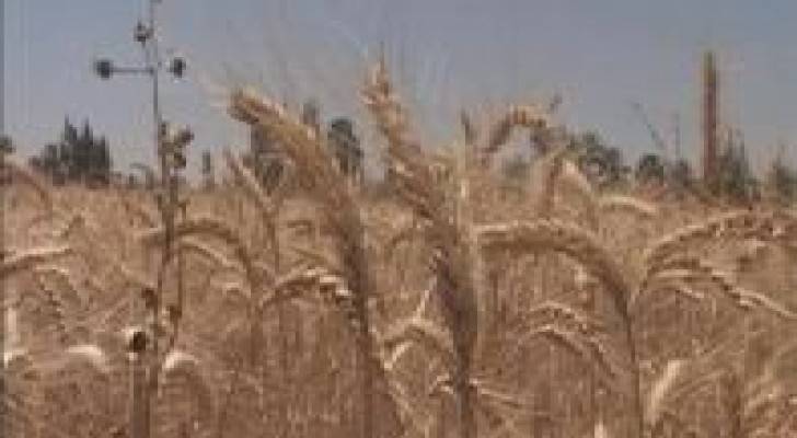 احتياطي القمح المصري يكفي حتى منتصف حزيران