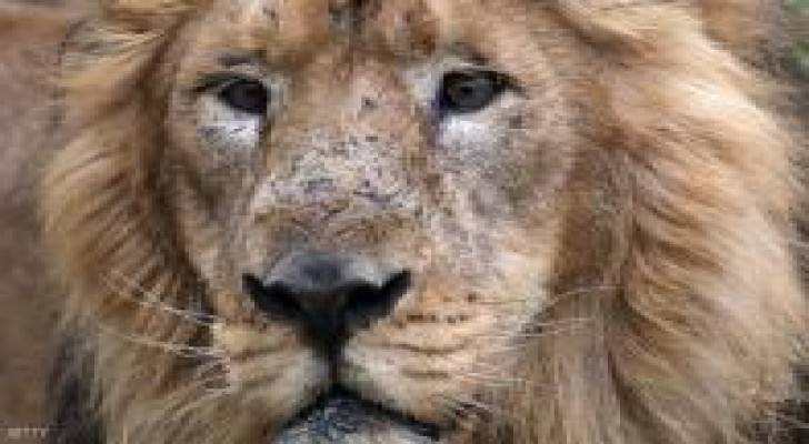 سلفستر.. أسد جنوب إفريقيا الشقي يهرب مجددا