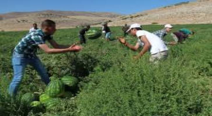 الزراعة تحذر من قطف البطيخ قبل موعد نضجه
