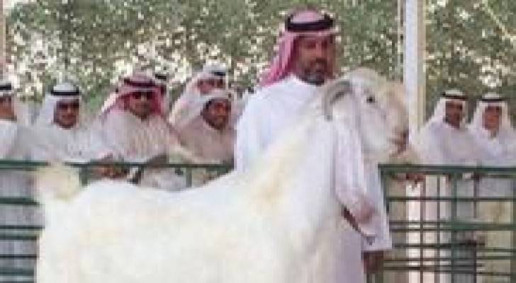 ماعز "الفرس الأبيض" وعروض خيالية