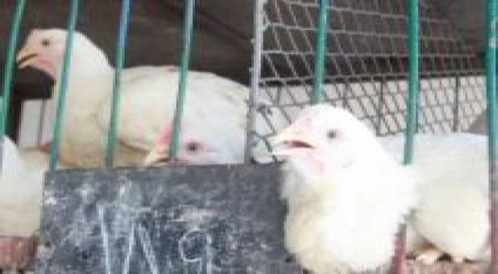ترحيل نتافات الدواجن خارج مدينة مادبا