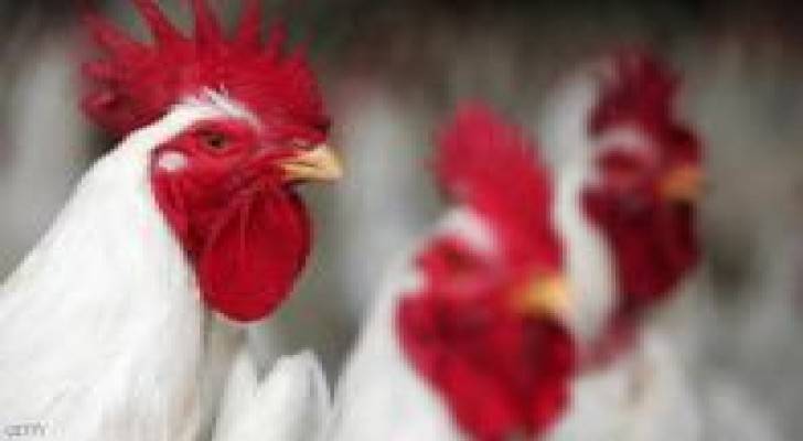 حبوب منع الحمل لتسمين الدجاج