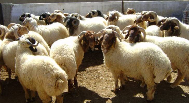 الزراعة تنفي اصابة اغنام بالطاعون