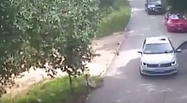 نمر يلتقط فتاة من باب سيارتها .. فيديو