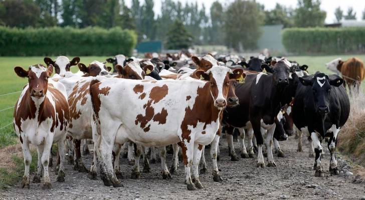  نيوزيلندا يعيش بها نحو 10 ملايين بقرة