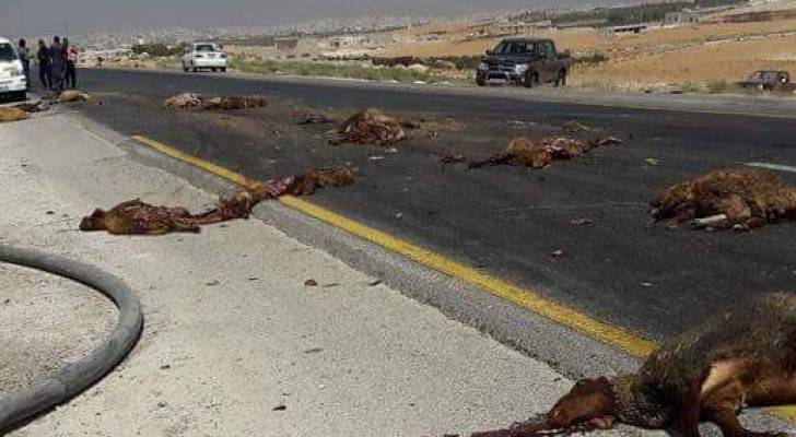 نفوق قطيع اغنام في حادث دهس